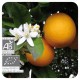 Naranja Dulce aceite esencial de Pranarom 10ml