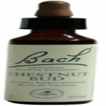 Chestnut Bud - Brote de Castaño Flores de Bach